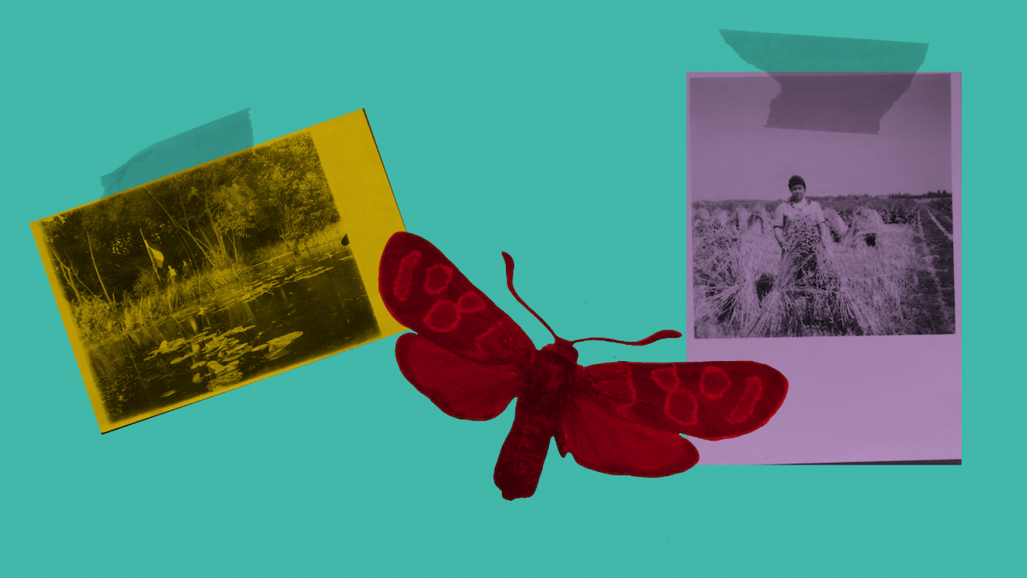 Bildname: kd-grune_blatter-_braune_wurzeln-k34jc8