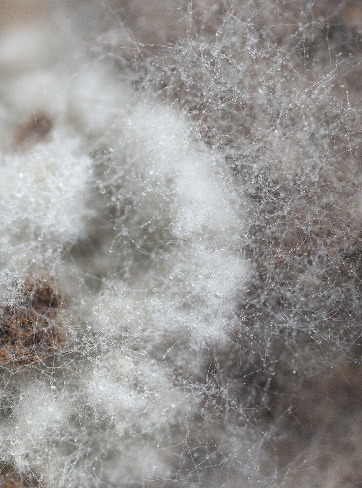 Teaserbild von Projekt Die Welt als Netzwerk