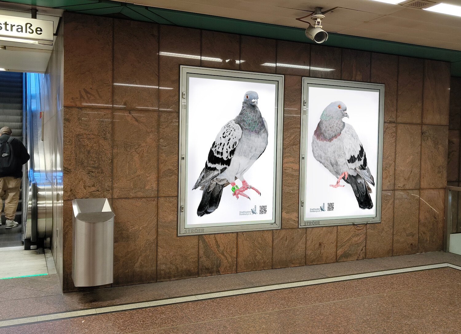 Bildname: kd-fur_stadttauben-gjyamv