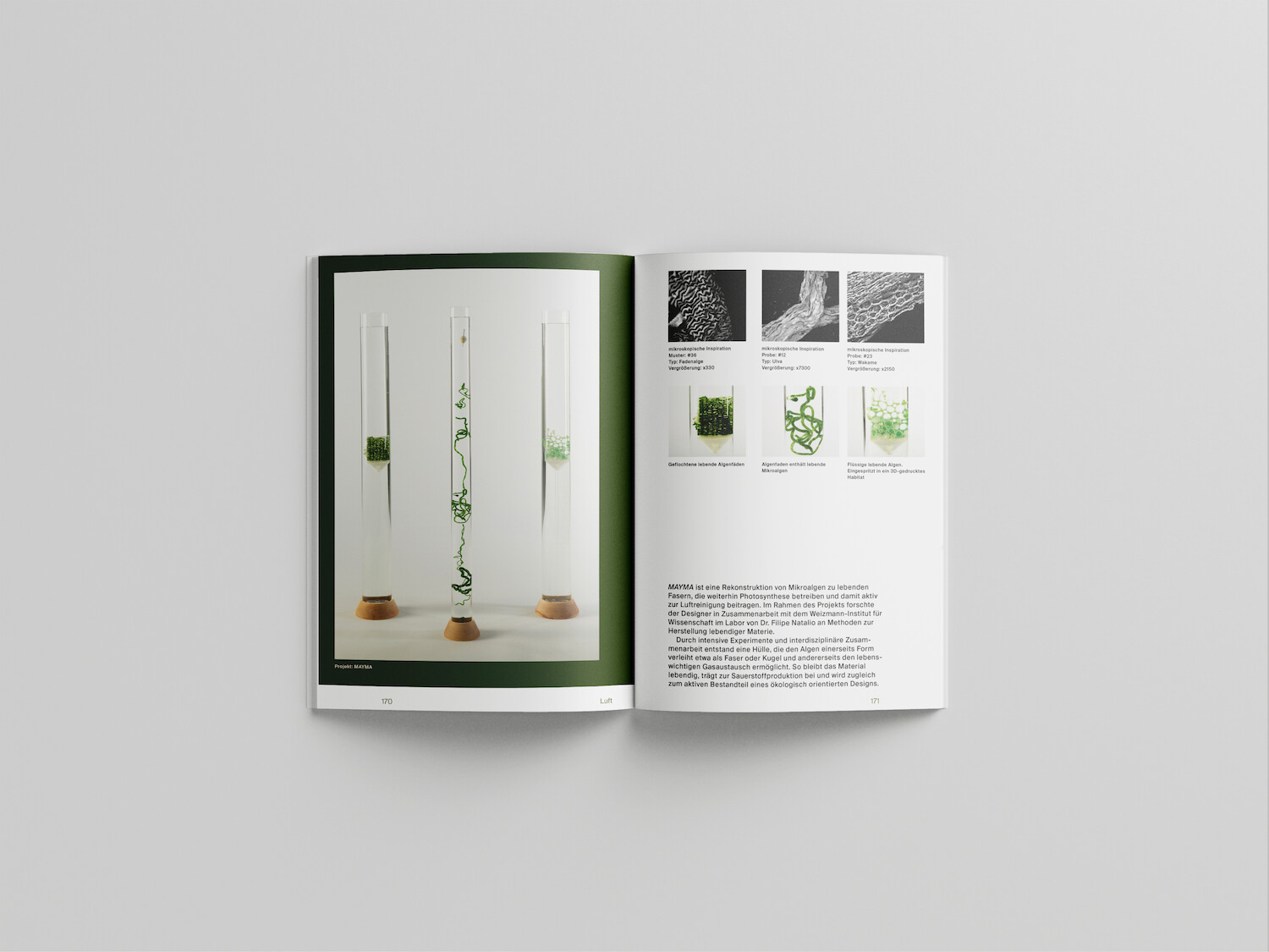 Bildname: kd-algae-ibrn0l